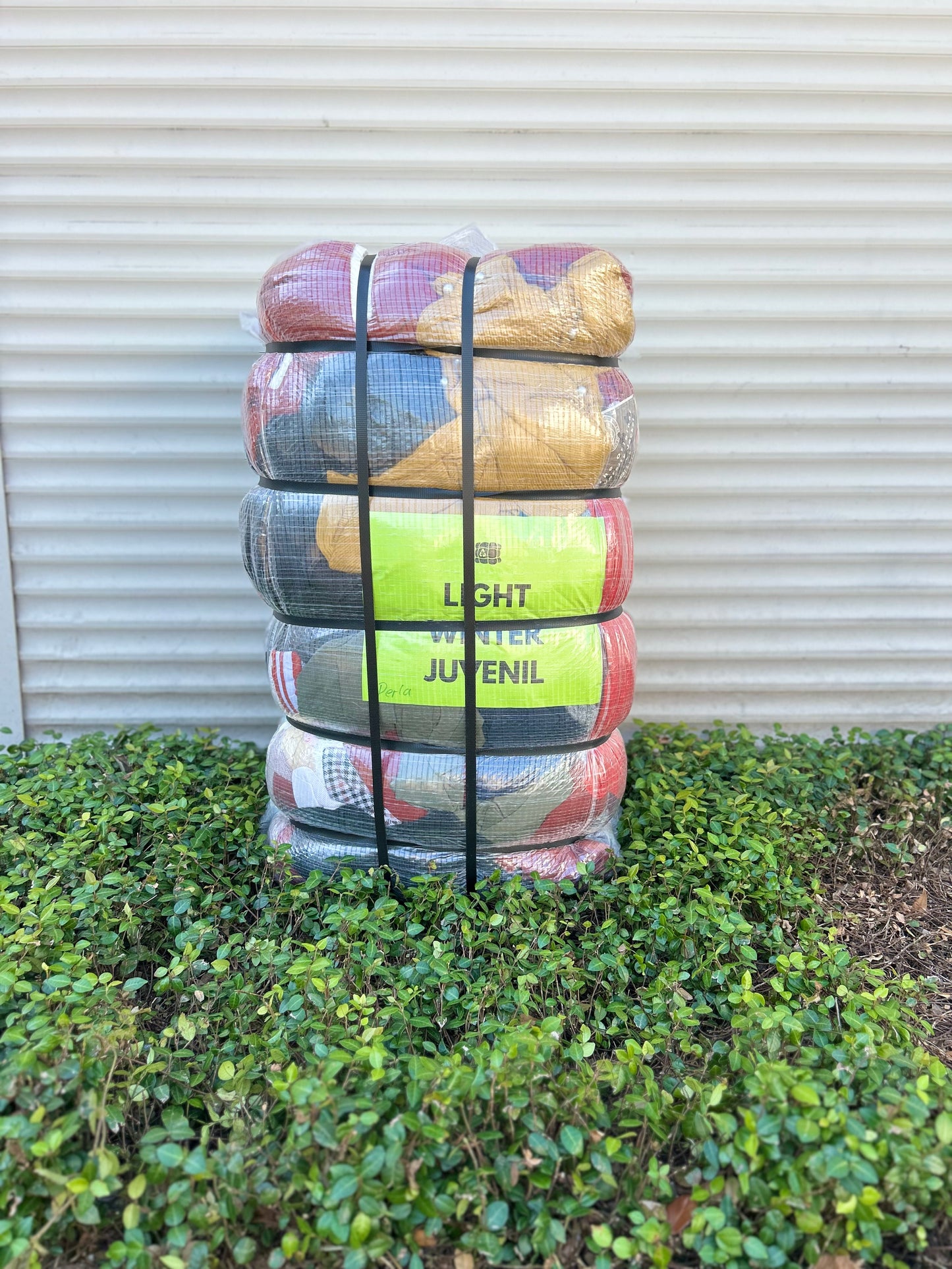 Light Winter Juvenil